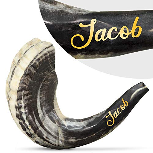 Shofar (corne De Bélier) Polie - Fabriqué En Israël - 30-35 Cm (12-14 Pouces) - Son Puissant